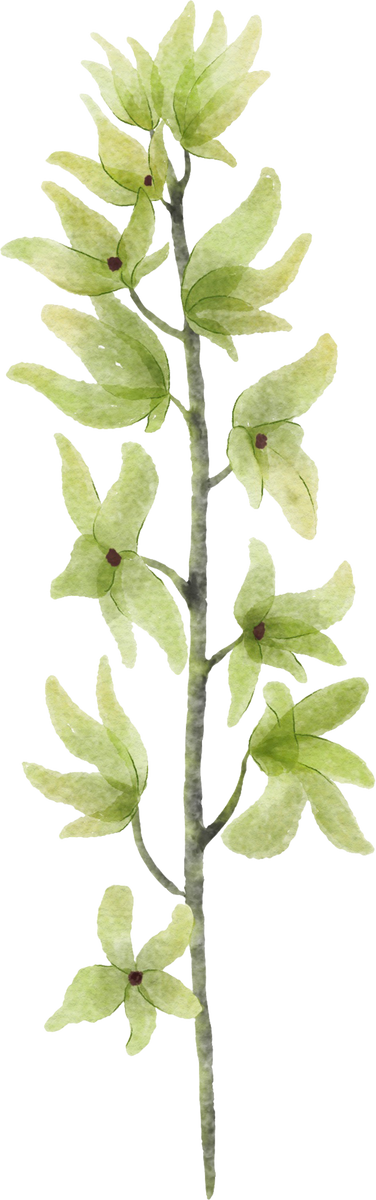 Green Watercolor Flower