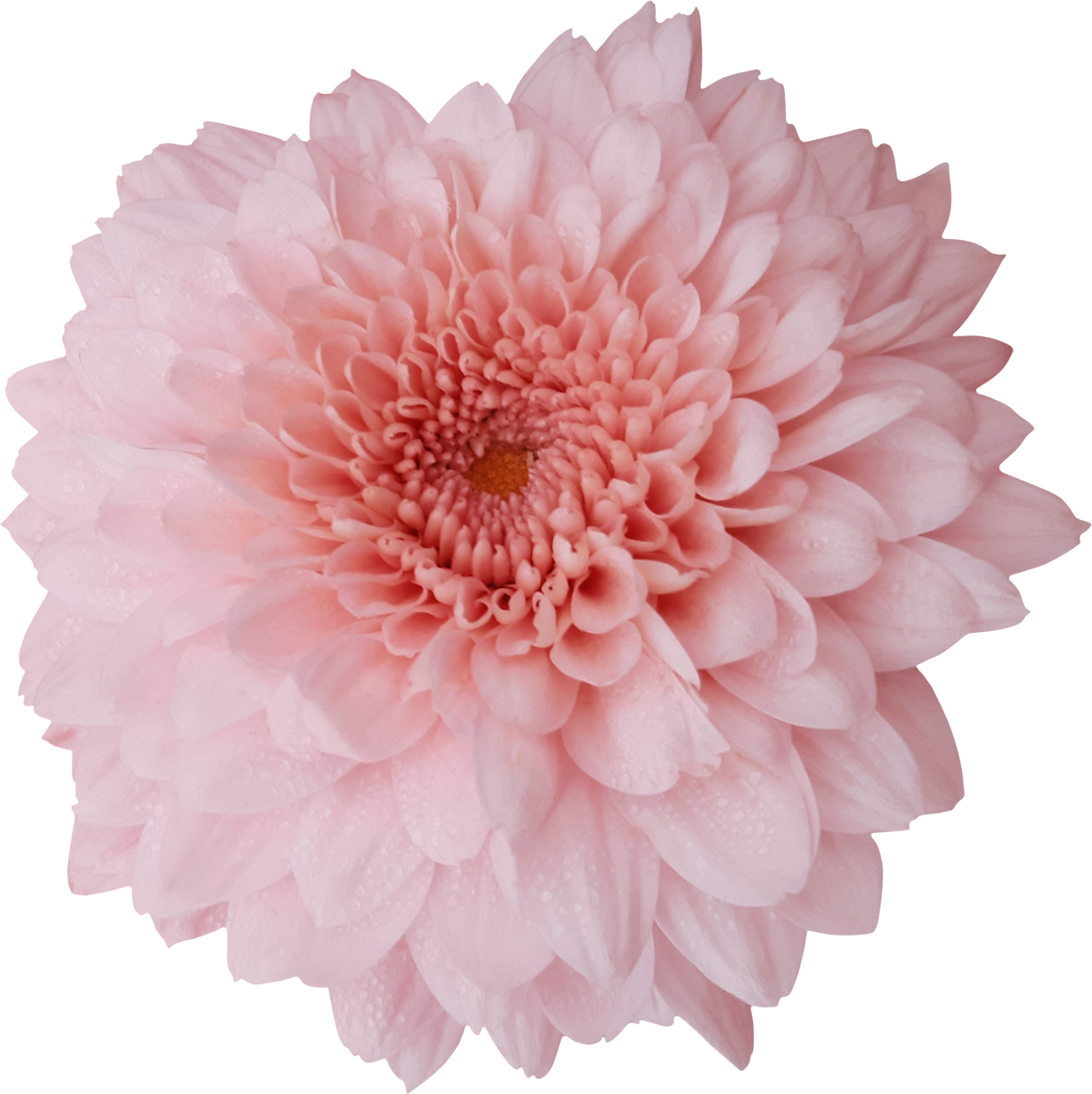 Pink flower png
